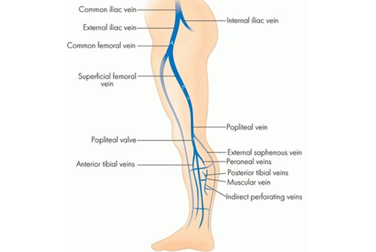 Veins: Understanding, Concerns, and Treatment Options