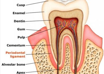 Damaged Teeth and Gums: Causes, Symptoms, Treatment, and Prevention