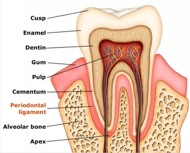 Damaged Teeth and Gums: Causes, Symptoms, Treatment, and Prevention