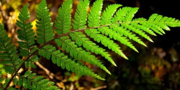 How Aesthetics Influence Our Perception of Reality