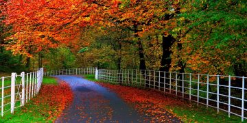 Can Daily Tea Rituals Become the Secret to Beauty and Longevity?