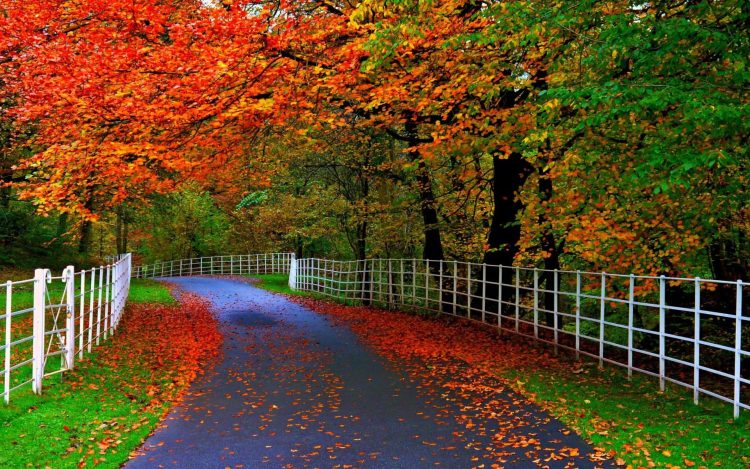 Can Daily Tea Rituals Become the Secret to Beauty and Longevity?